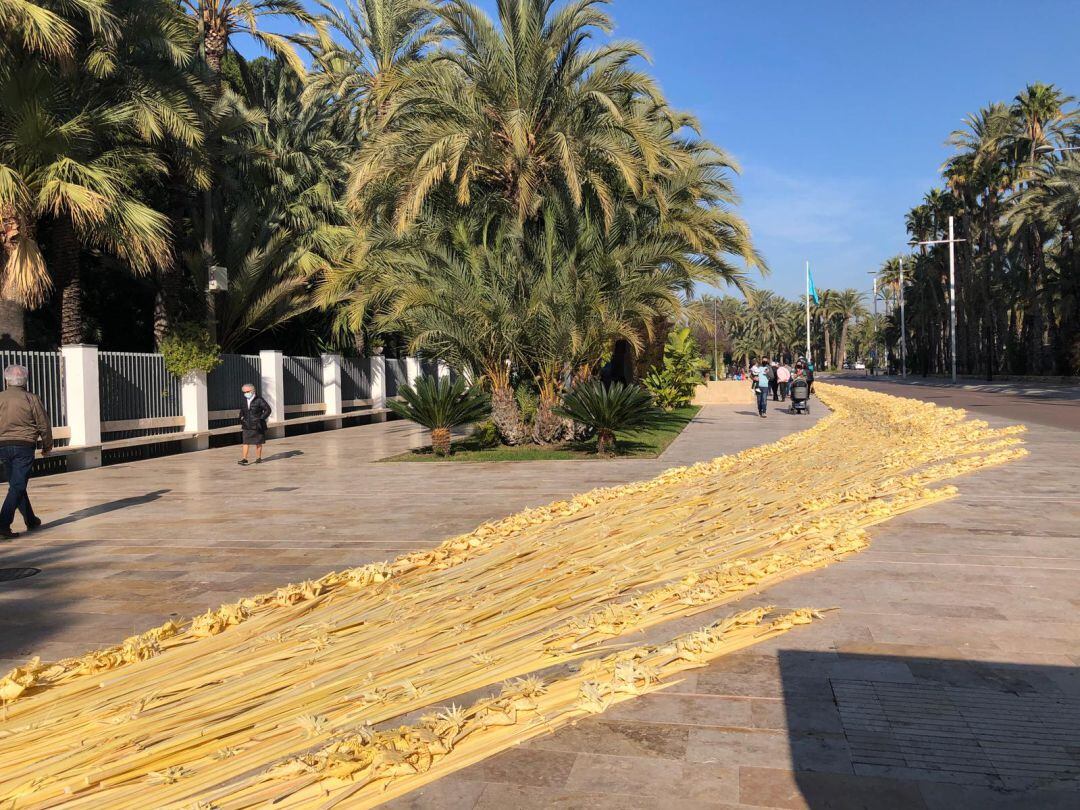 palma blanca más grande del mundo