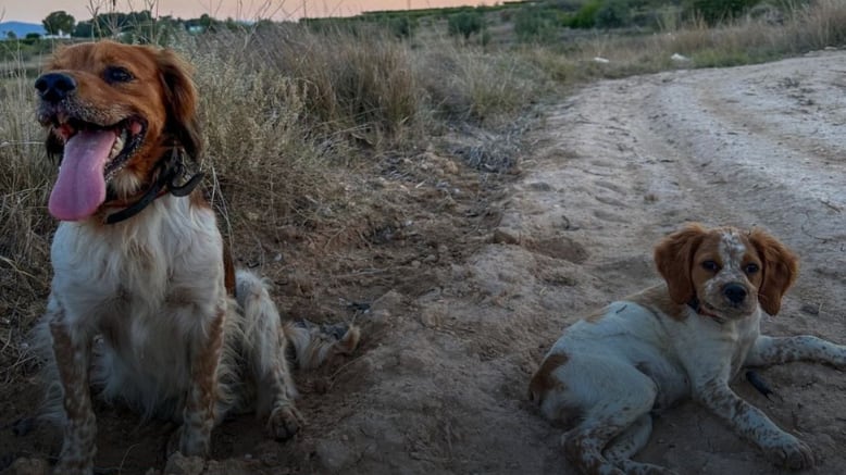 Perros perdidos en Alfarrasí