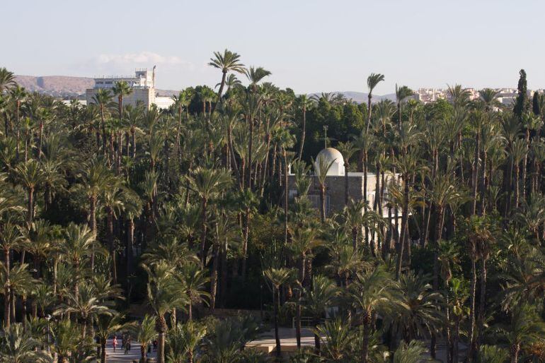 Palmeras del Parque Municipal