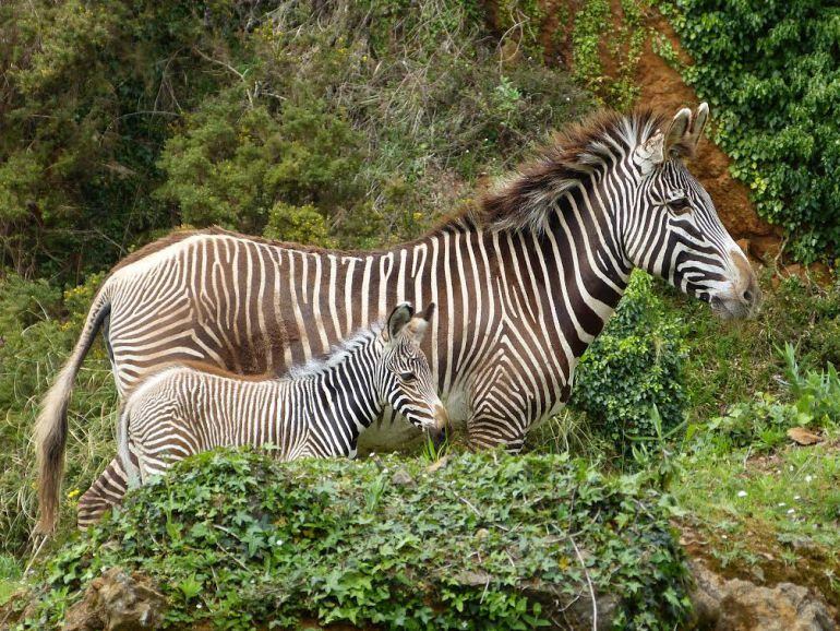 Nuevo ejemplar de cebra de Grévy nacido en Cabárceno.