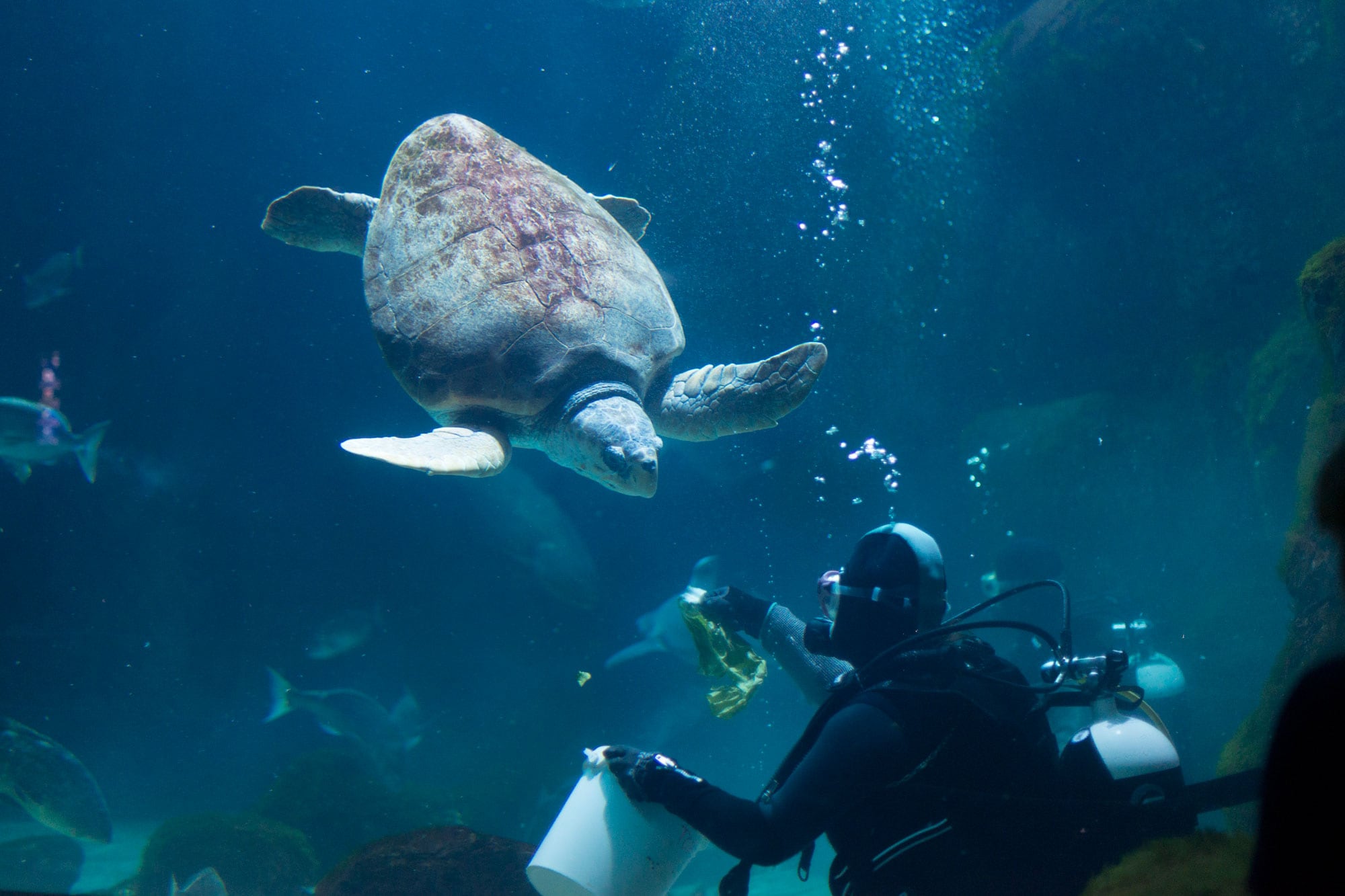 Acuario de Gijón