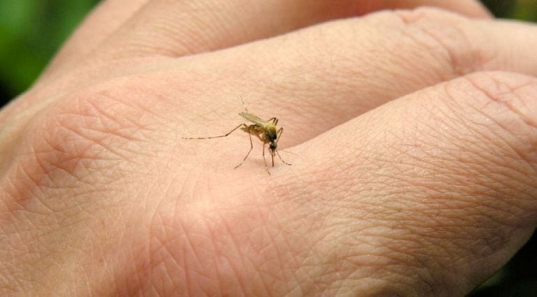 La marea alta, las lluvias y el calor han provocado un repunte de mosquitos en Huelva. 