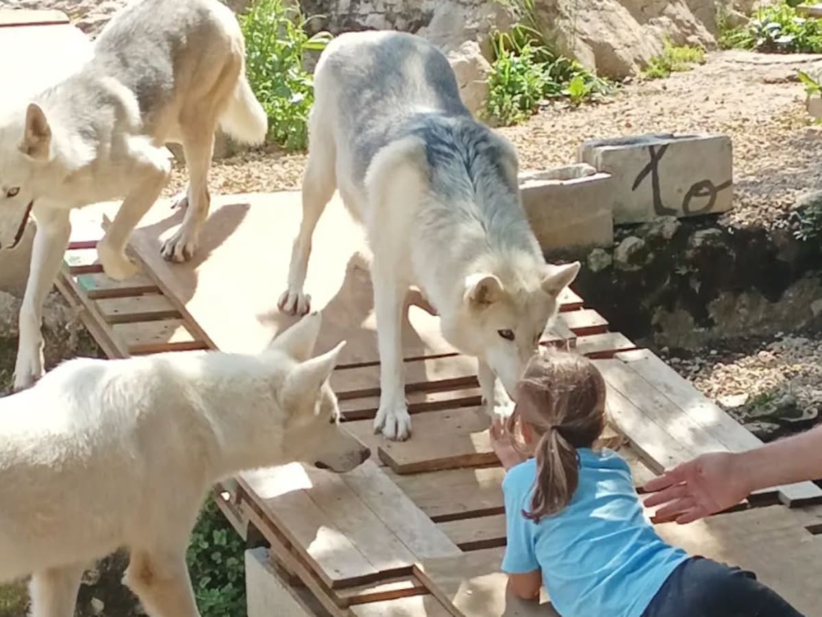 True Dreams, el santuario de lobos norteamericanos en Noja que sirven como terapia para rebajar el estrés