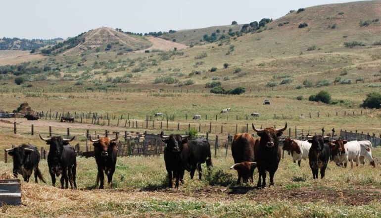 Novillos de la ganadería Toros de Brazuelas en la finca de Pepe Mayoral