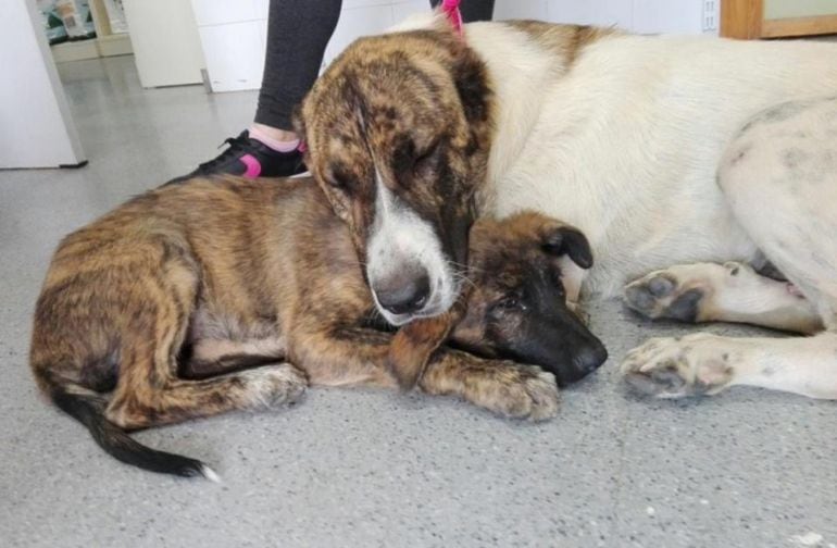Mastina y su cría abandonadas en un contenedor buscan familia