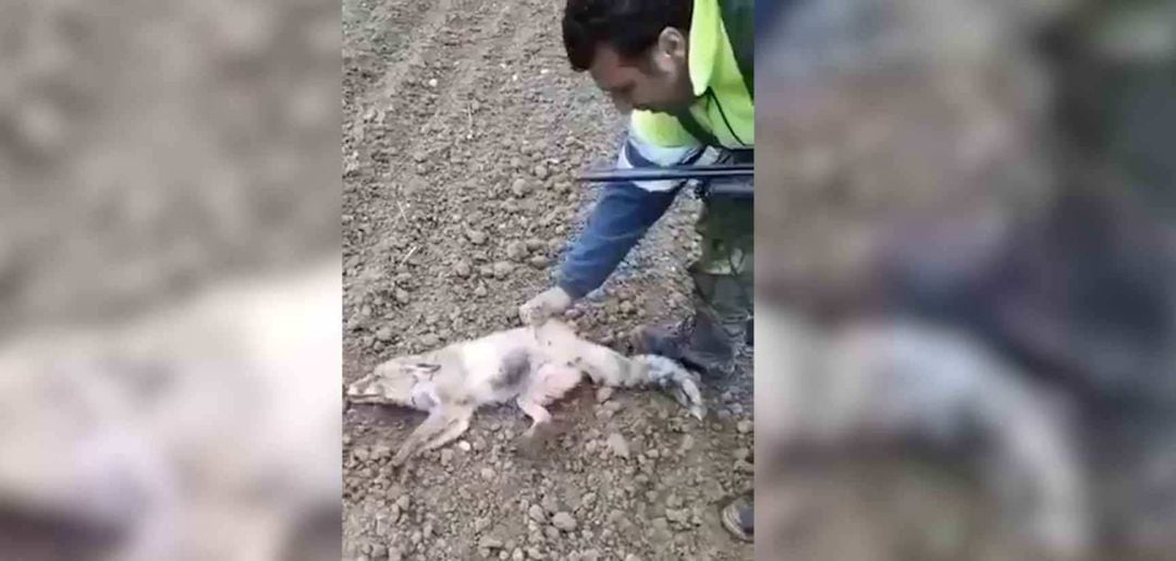 Vídeo en el que un cazador maltrata a un zorro hasta la muerte