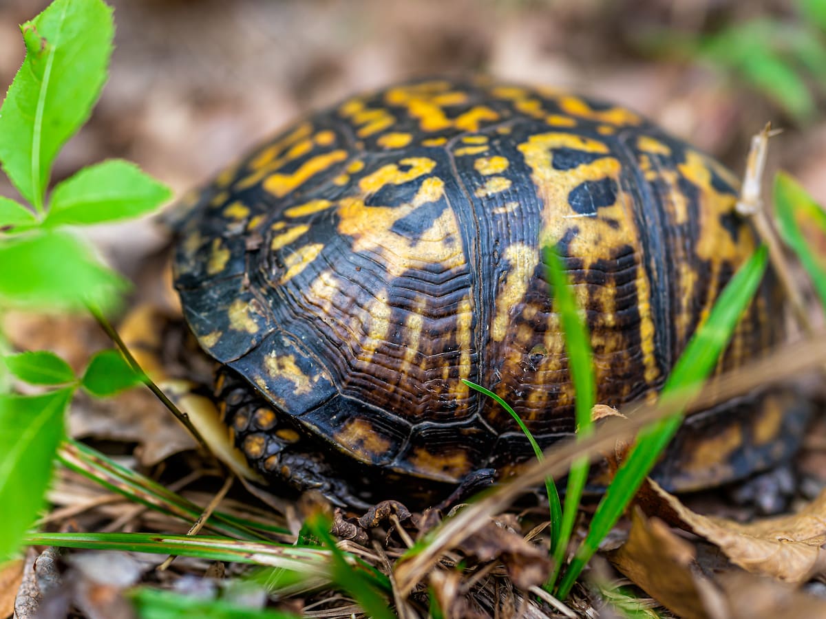 Una tortuga cava un hoyo y 78 días después se descubre la razón de de su empeño de forma casi mágica