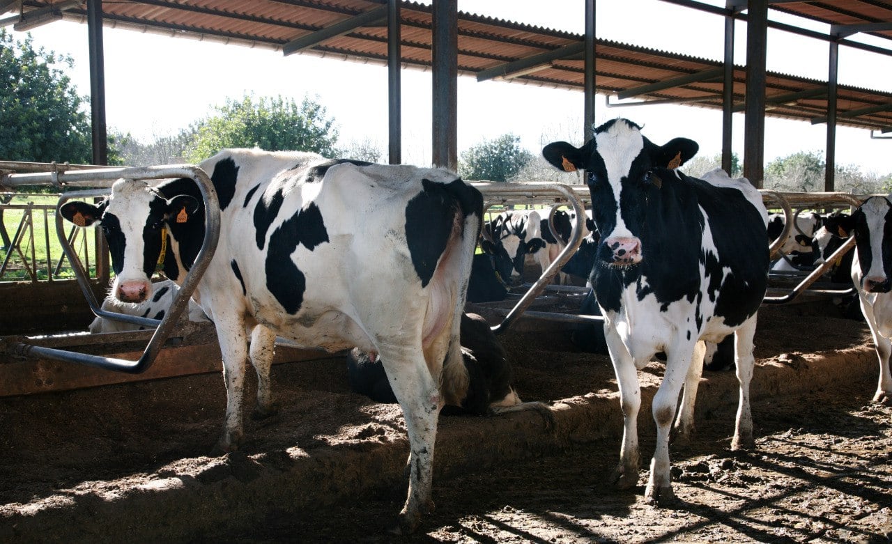 Vacas frisonas lecheras