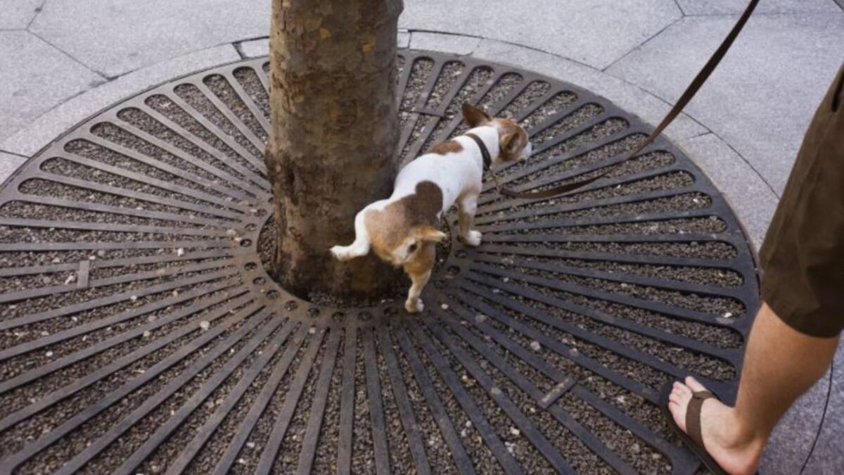 ¿Dispuestos a verter agua en la orina de los perros?