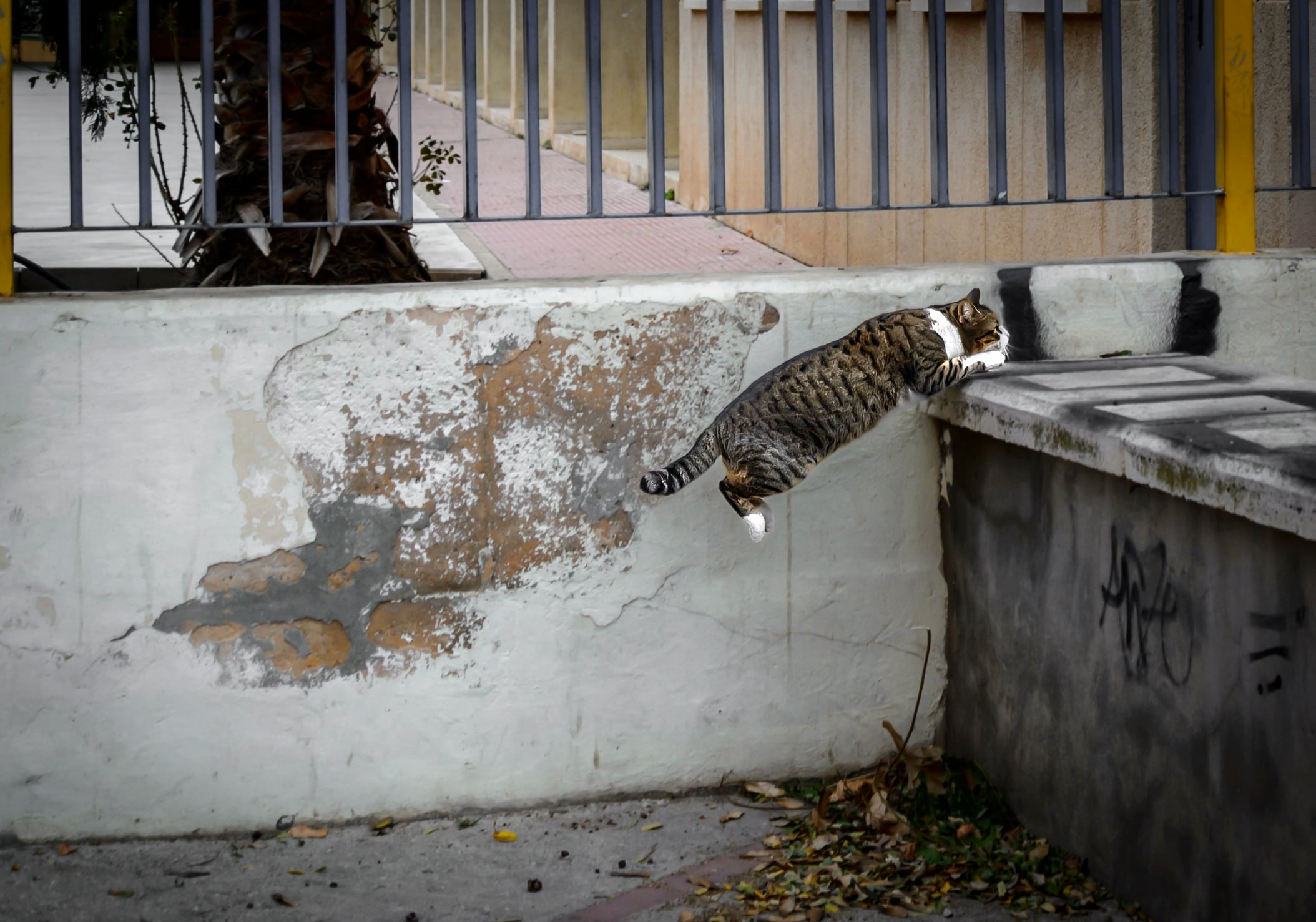 Imagen de un gato saltando en plena calle. Pepe Jara.