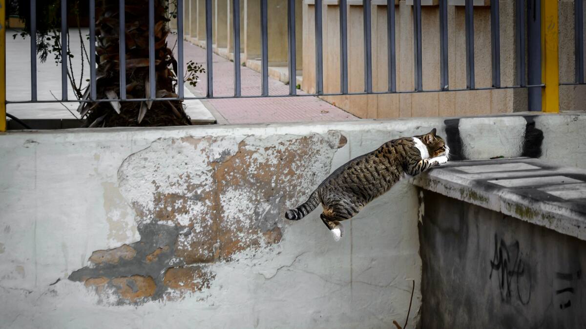 La imagen de la semana, con Pepe Jara: ¿Dos gatos?