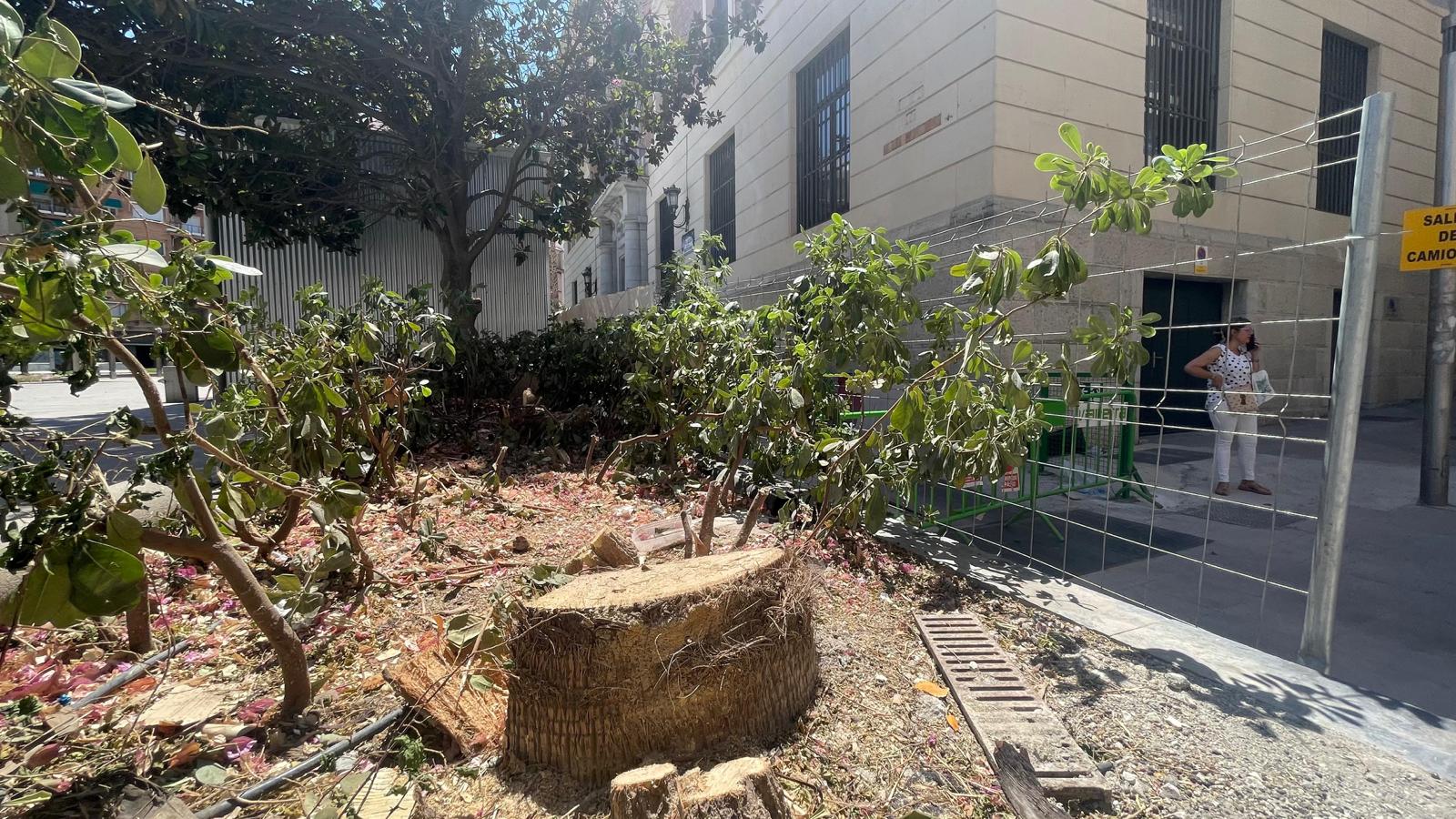 Tala de Palmeras en Plaza Constitución