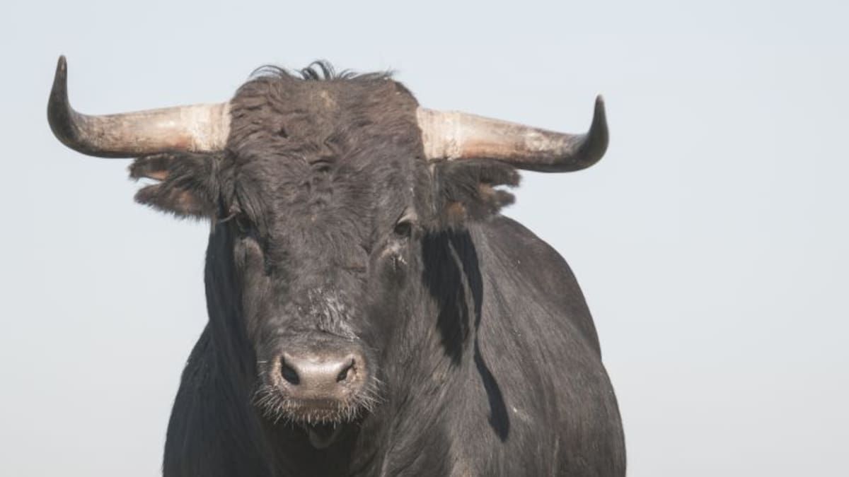 La nueva política choca con los toros