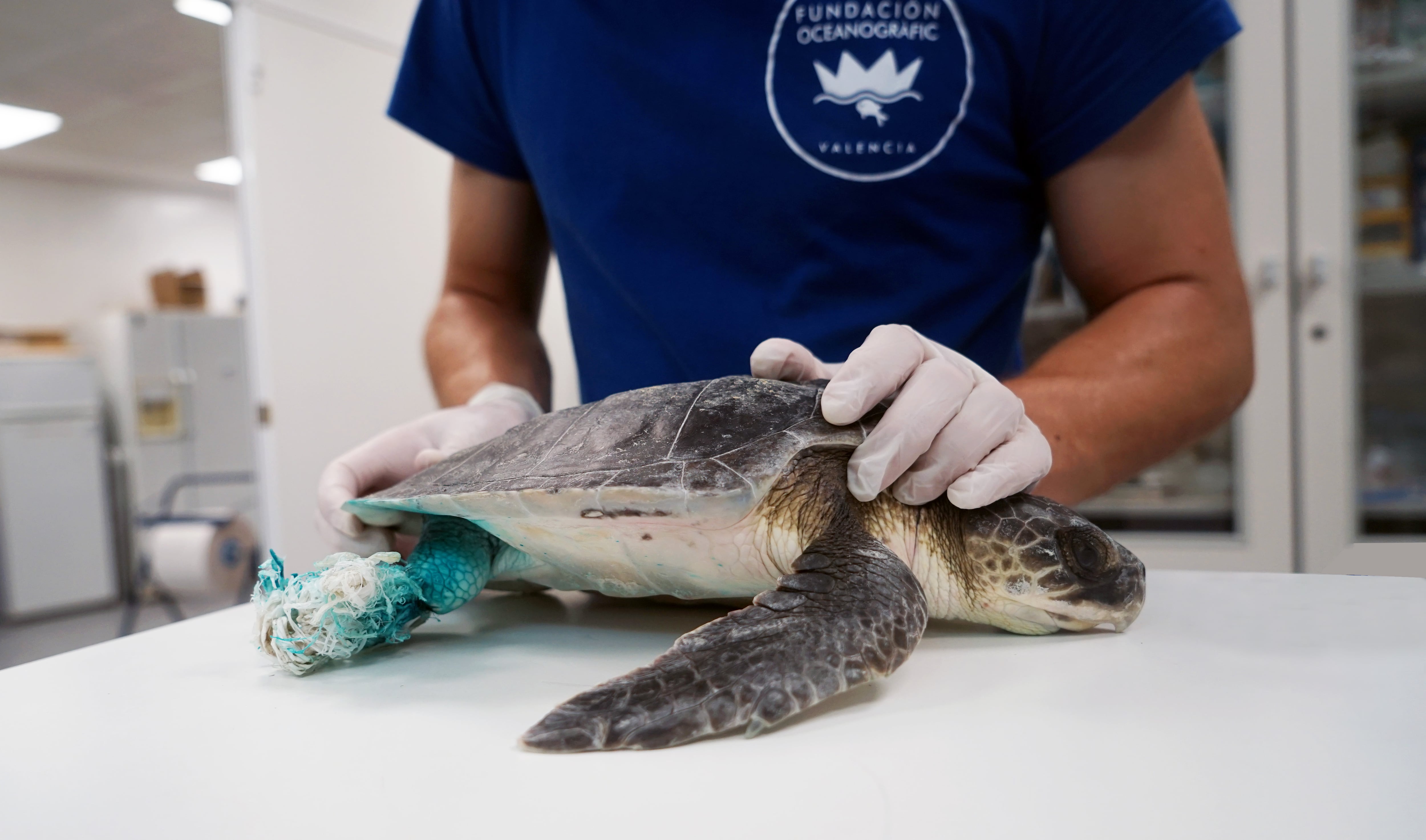 La tortuga golfina a su ingreso en el ARCA del Mar