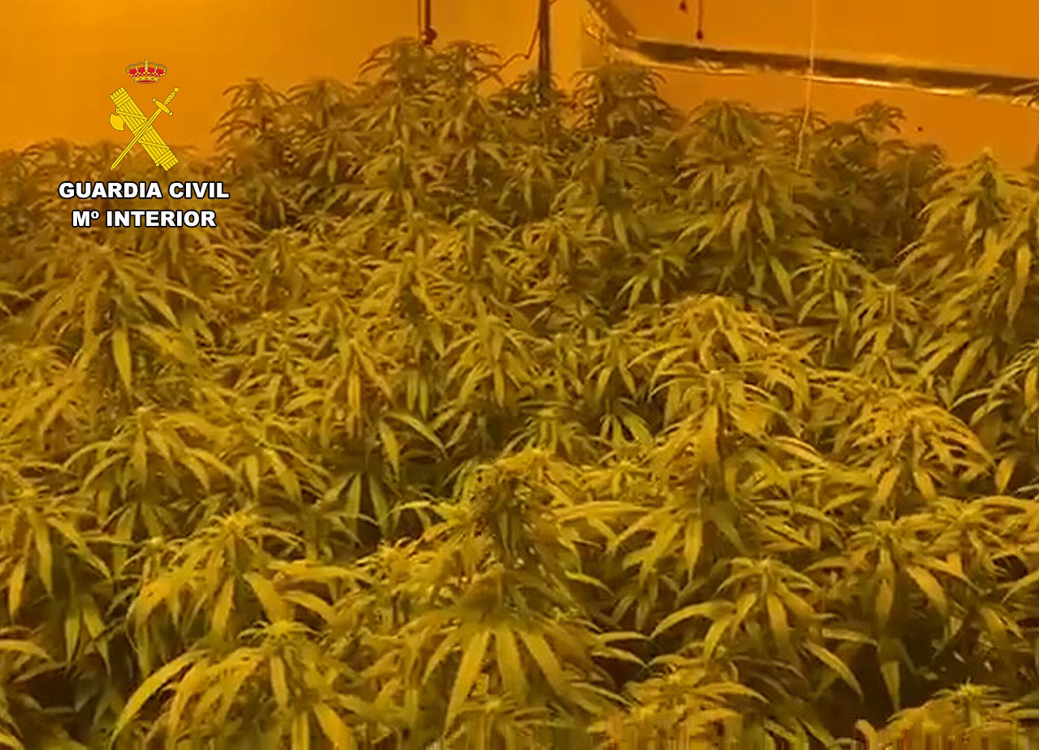 Plantas incautadas en la operación ‘Novigreci’