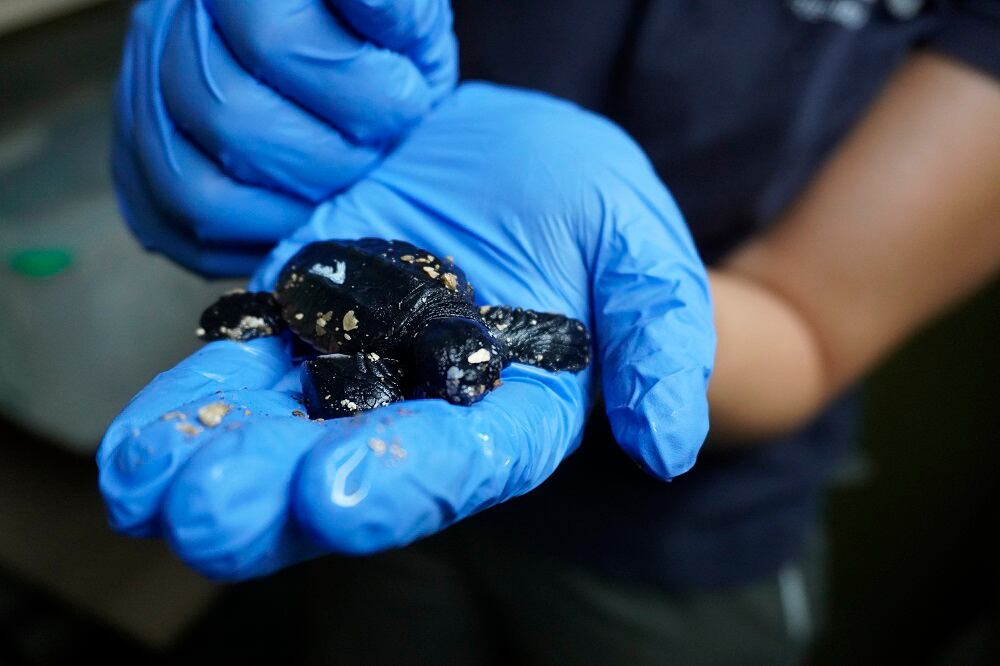 MARBELLA (MÁLAGA), 29/08/2023.- Una de las crías de tortuga boba que han nacido de los huevos depositados en una playa de Marbella. EFE/ Bioparc Fuengirola