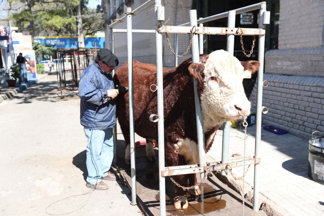 Fotografía de archivo de una vaca siendo esquilada