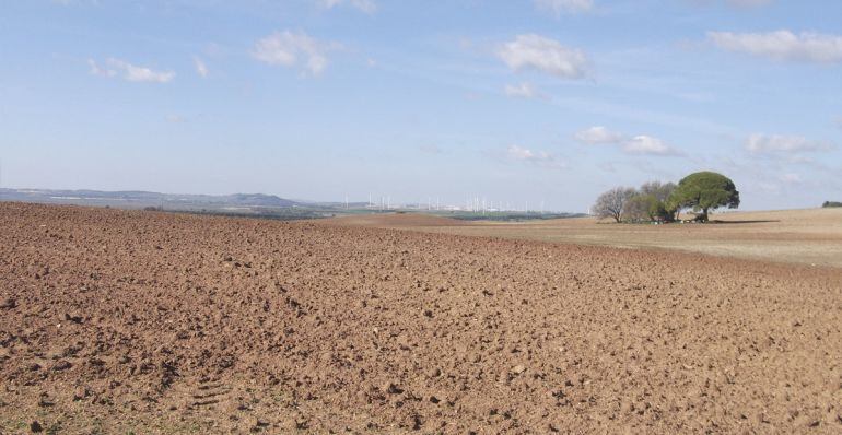 Terrenos en los que se ubicará el parque solar fotovoltaico de Ansasol en Puerto Real