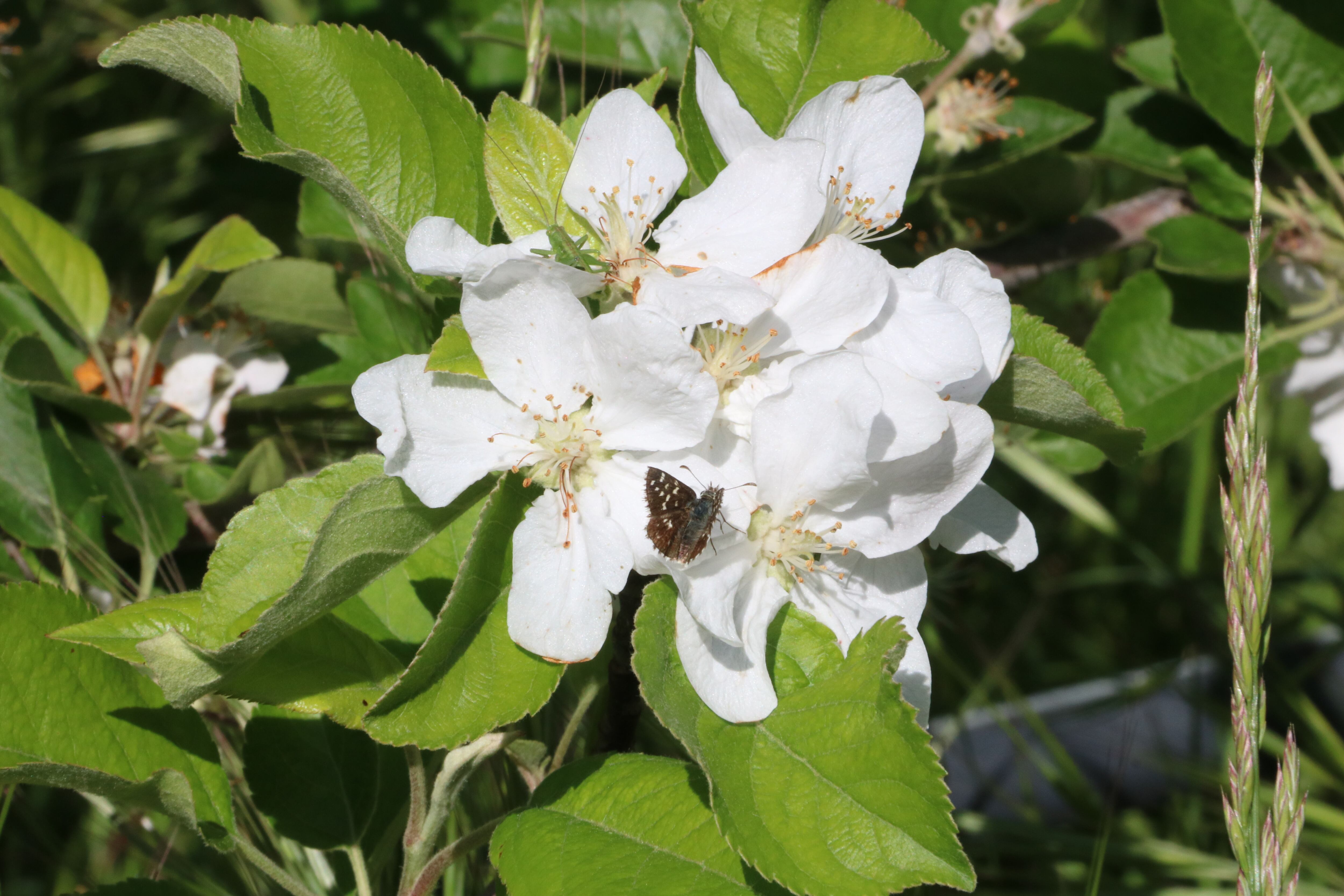 Una papallona en una flor.