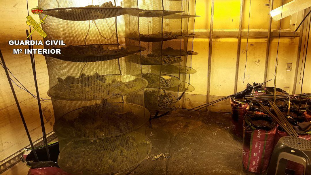 Incautación de marihuana