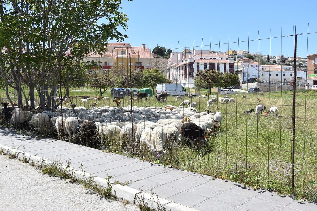 Ganado pastando en un solar urbano de Baza