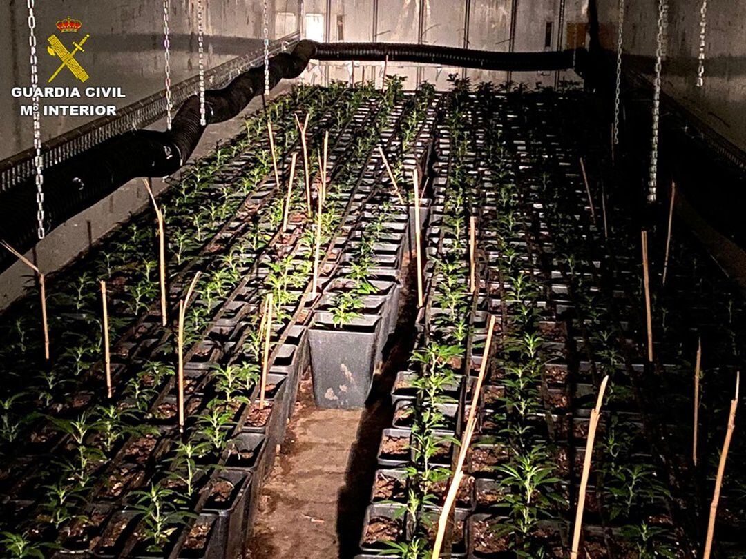 Instalación de producción intensiva de marihuana desmantelada en Aspe.