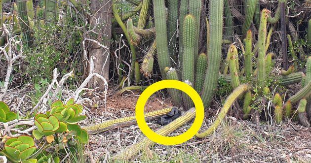 La serpiente está oculta en la imagen.