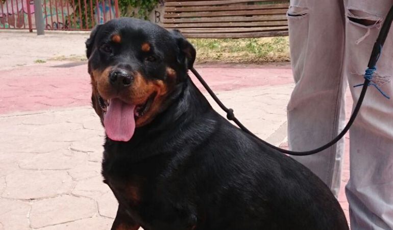 Tara, la perra robada hace tres años en una parcela de Humanes, ha sido encontrada ahora por la policía local de Fuenlabrada. 