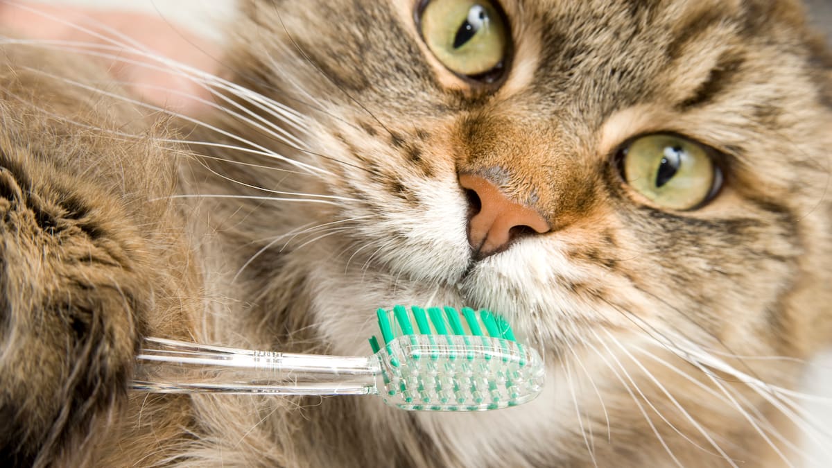 Mercedes Sánchez. Veterinaria