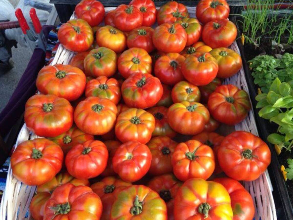 Les Arrels: cómo cuidar los tomates y regar las plantas