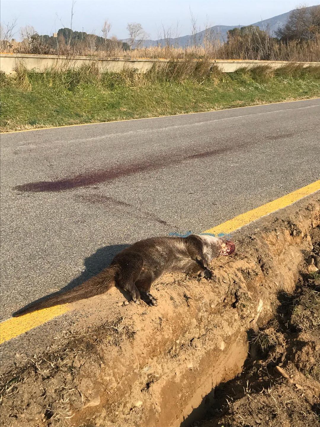 Una llúdriga atropellada