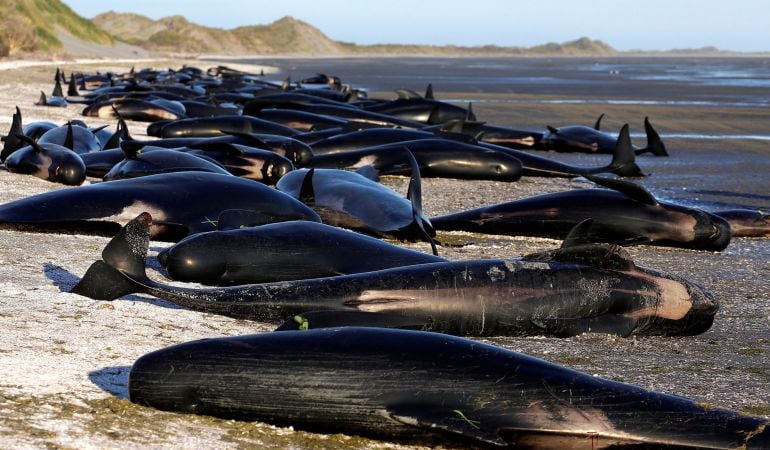 Cientos de ballenas junto a la playa.