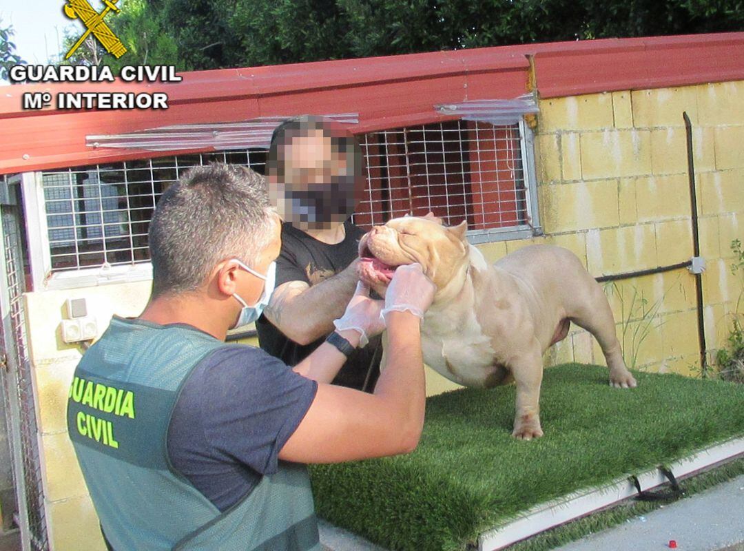 La Guardia Civil recupera en Vigo dos perros valorados en 16.000 euros que habían sido robados en Sanxenxo