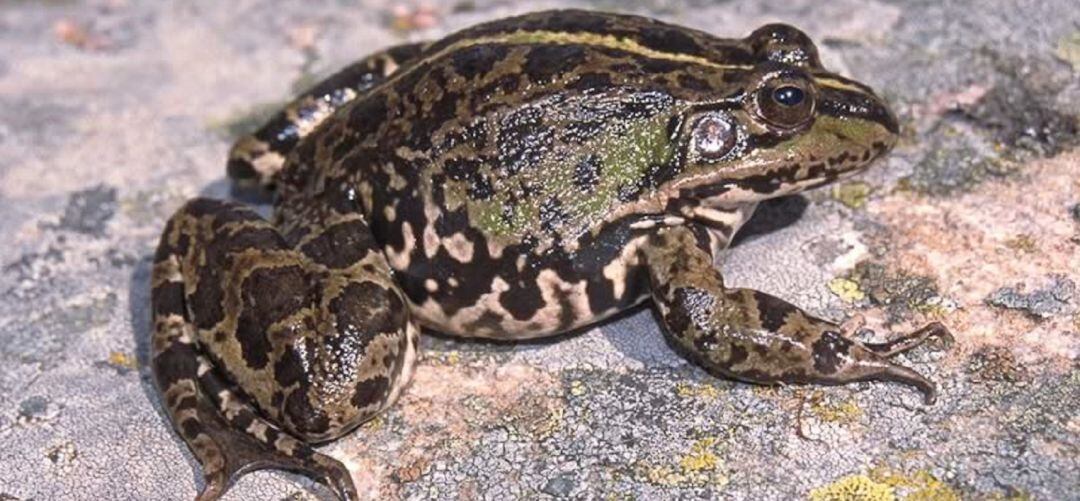 El sapo es una de las especies protegidas