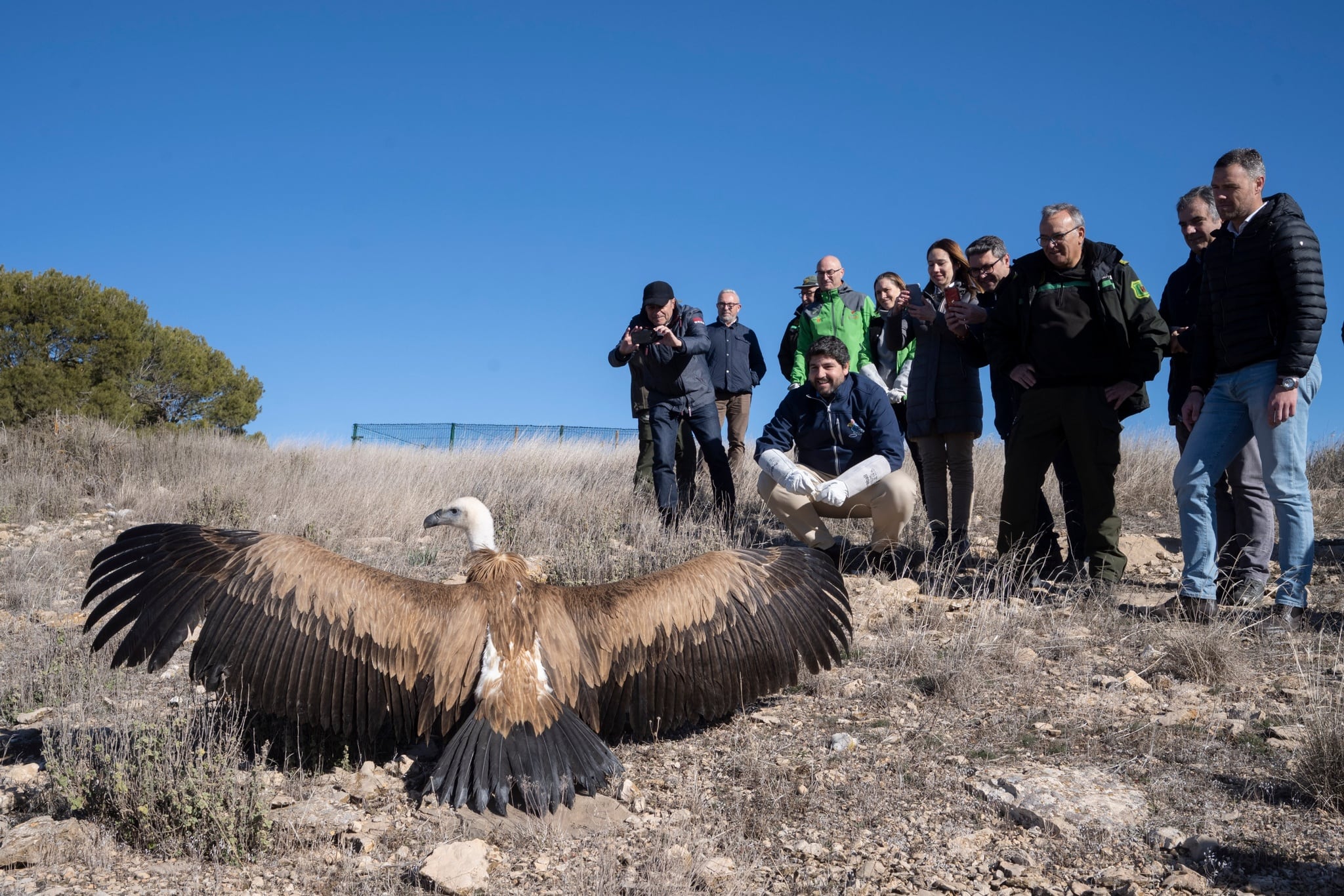 Momento de la liberación de dos ejemplares de buitre leonado en la sierra caravaqueña de Mojantes