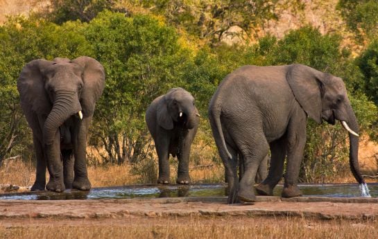 Un grupo de elefantes en otro parque nacional de Sudáfrica, el Kruger National Park