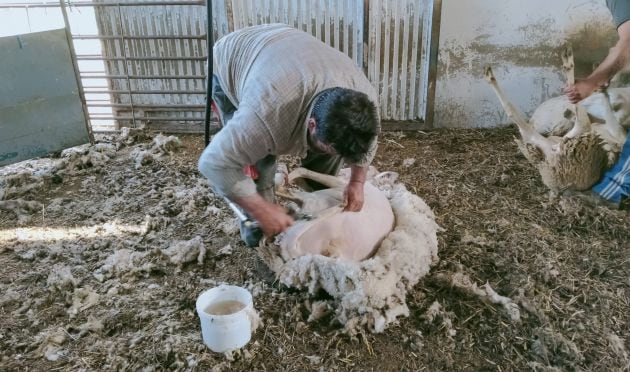 César García esquilando sus ovejas en Zarzuela.