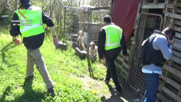 Operación Reinaldus. La guardia Civil detiene en Jaca a un hombre por participar en peleas de perros