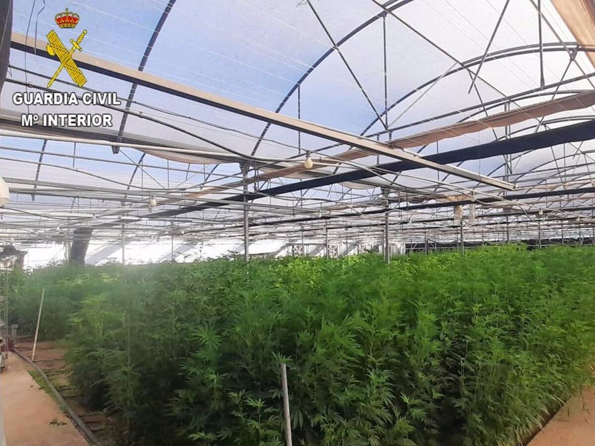 Desmantelada una macro plantación de marihuana en un invernadero de Chipiona
