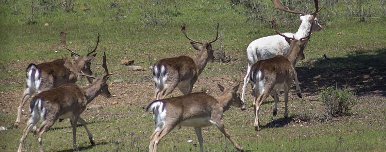 Caza. Imagen de archivo. EFE