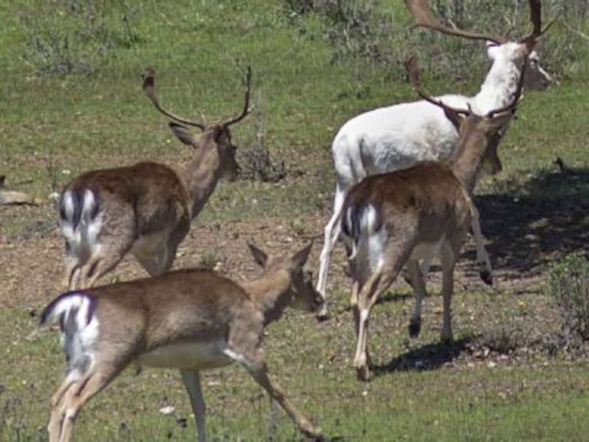 Arranca la temporada de caza en Castilla-La Mancha con buenas expectativas