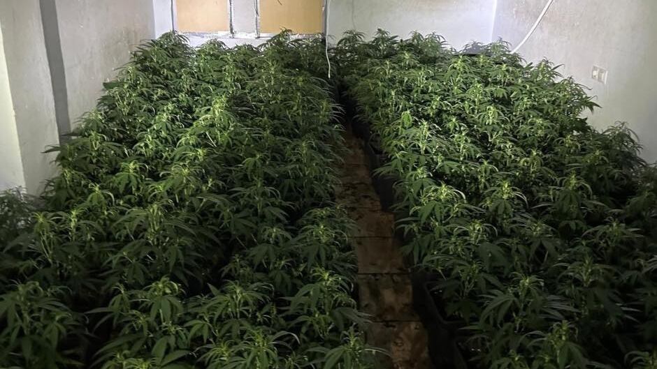 Se trata de una plantación de marihuana dedicada al narcotráfico a gran escala