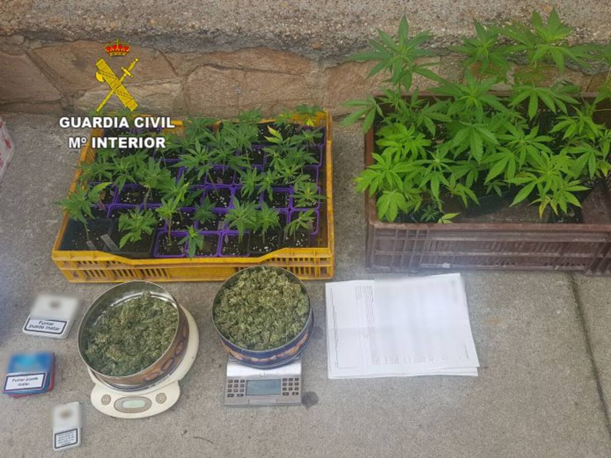 Detenido en Villadangos por cultivo y tráfico de drogas