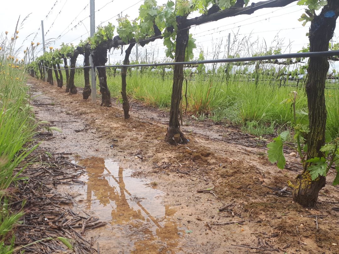 El agua encharcó muchos terrenos, pero ha filtrado sin grandes problemas