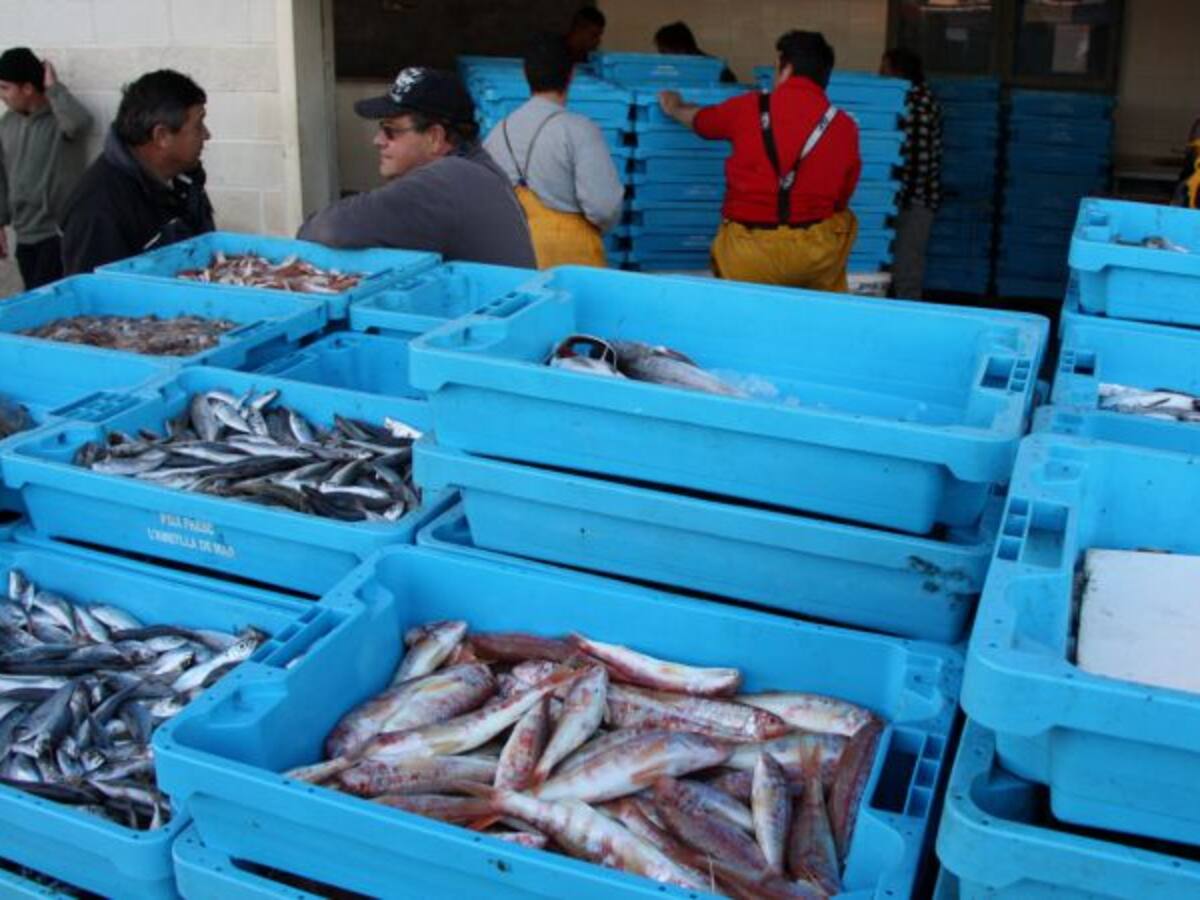 Els pescadors estudien crear una organització de productors de peix blau