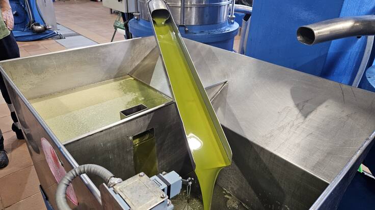 La Cooperativa del Stmo. Cristo de la Misericordia de Jódar recoge en tres días los olivares seleccionados para la producción de los aceites tempranos de La Quinta Esencia