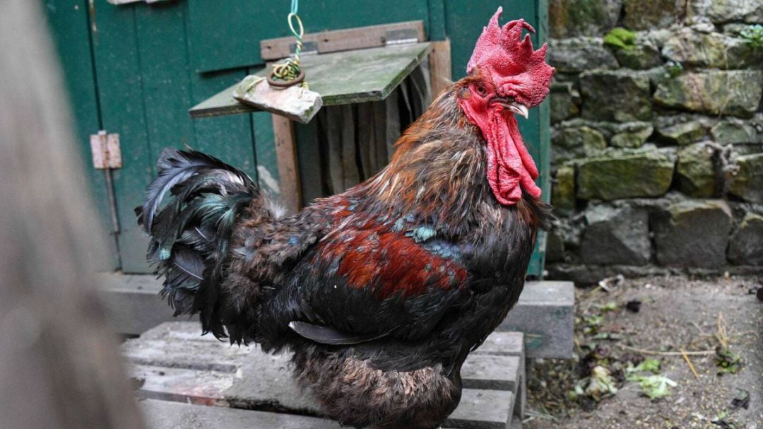 El gallo maurice que ha ganado una sentencia en Francia y podrá seguir cantando a pesar de las molestias que causaba a una pareja de vecinos