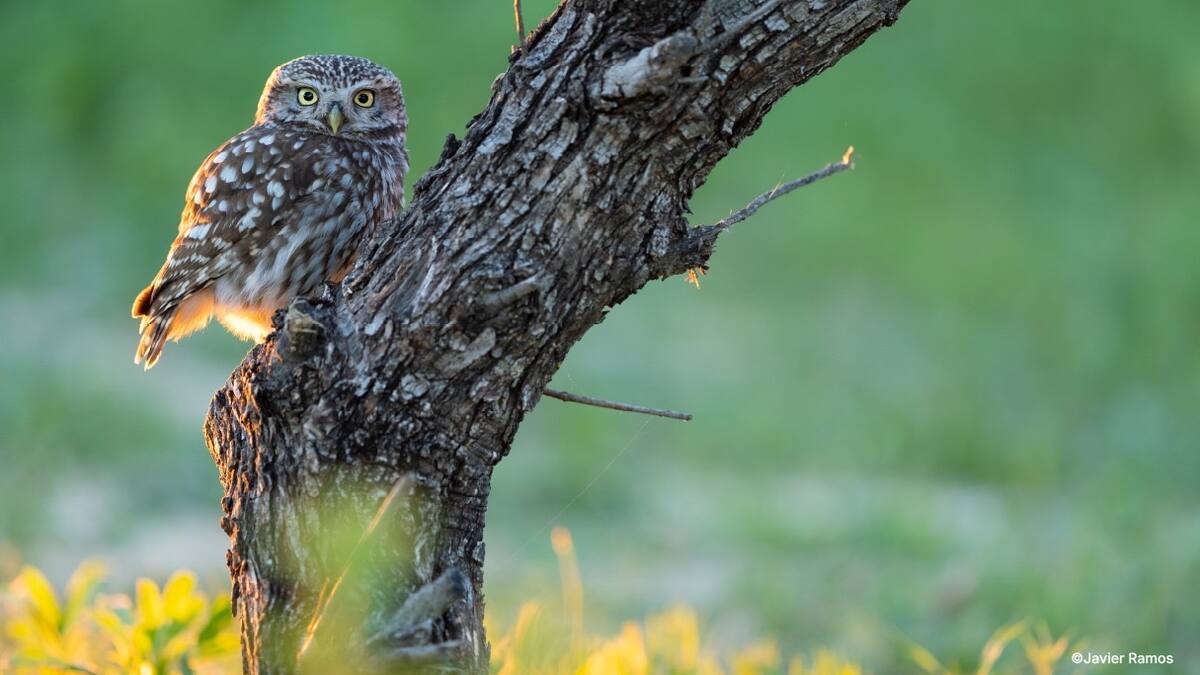 El arte que protege la naturaleza a través del objetivo
