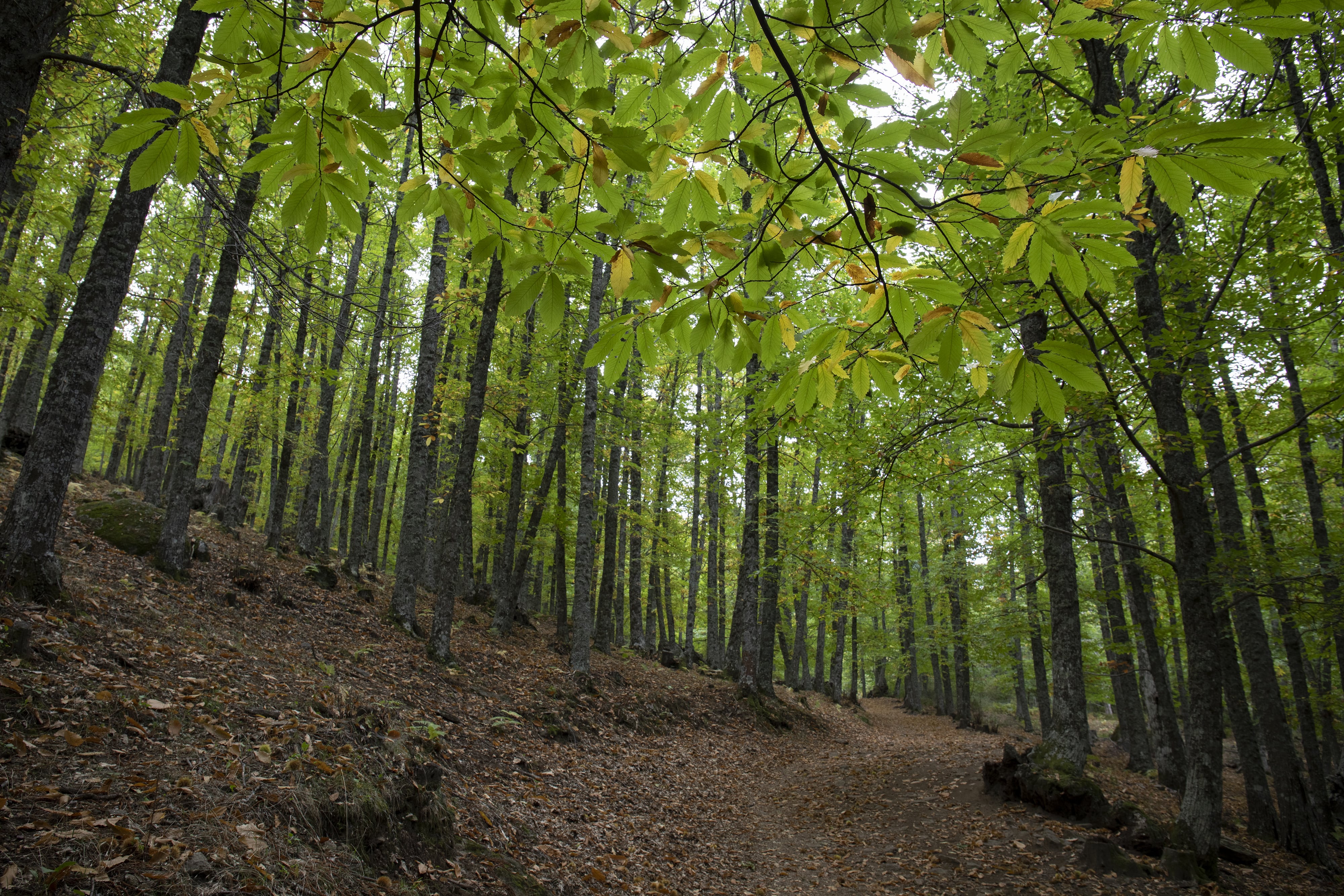 Uno de los rincones de El Castañar de El Tiemblo (Photo By Rafael Bastante/Europa Press via Getty Images)