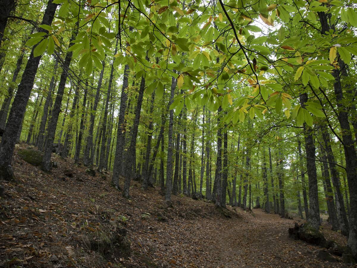 Nuevas restricciones de acceso a El Castañar de El Tiemblo